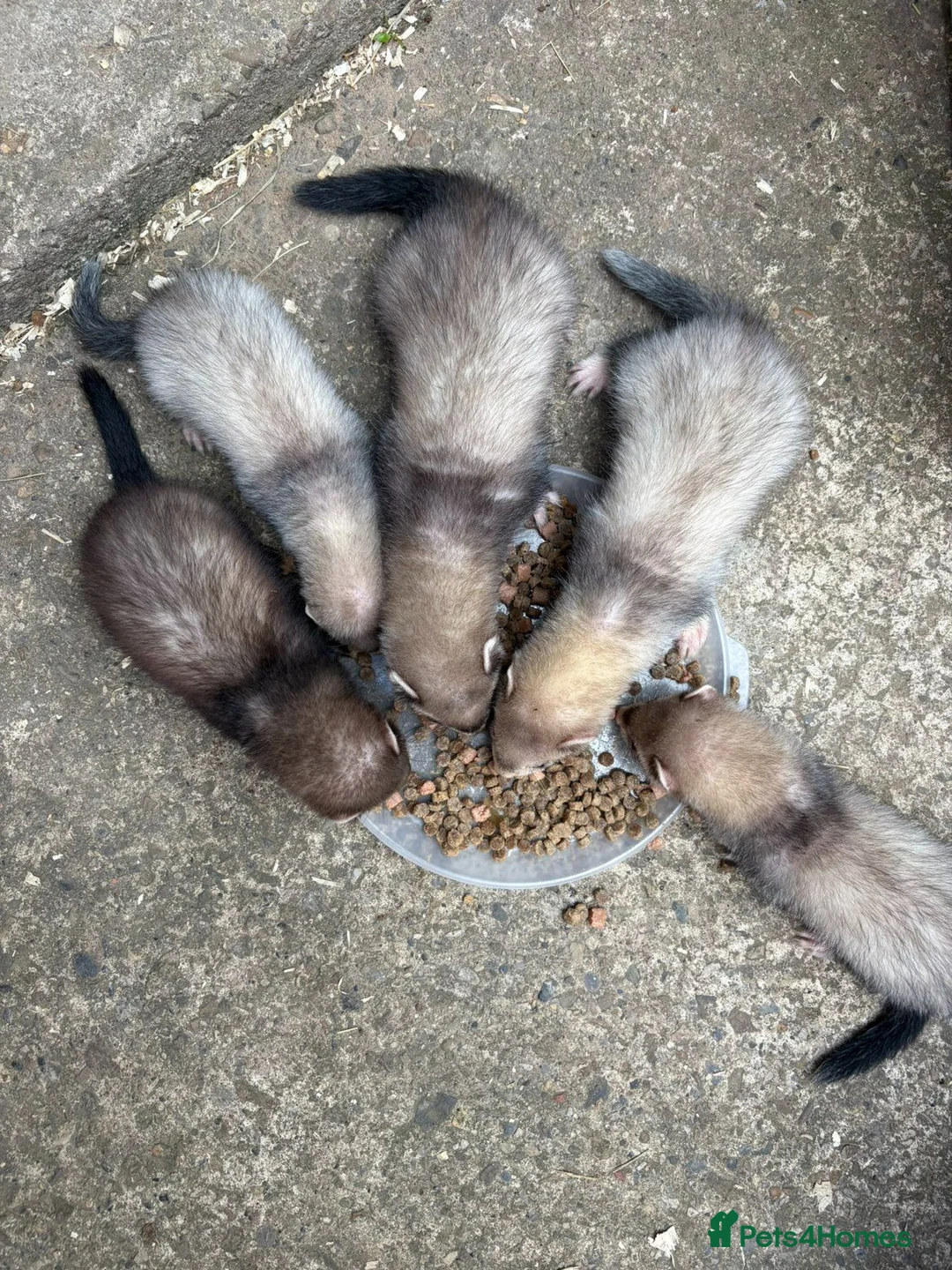 Ferret rodents for sale: Ferret kits - Advert 1