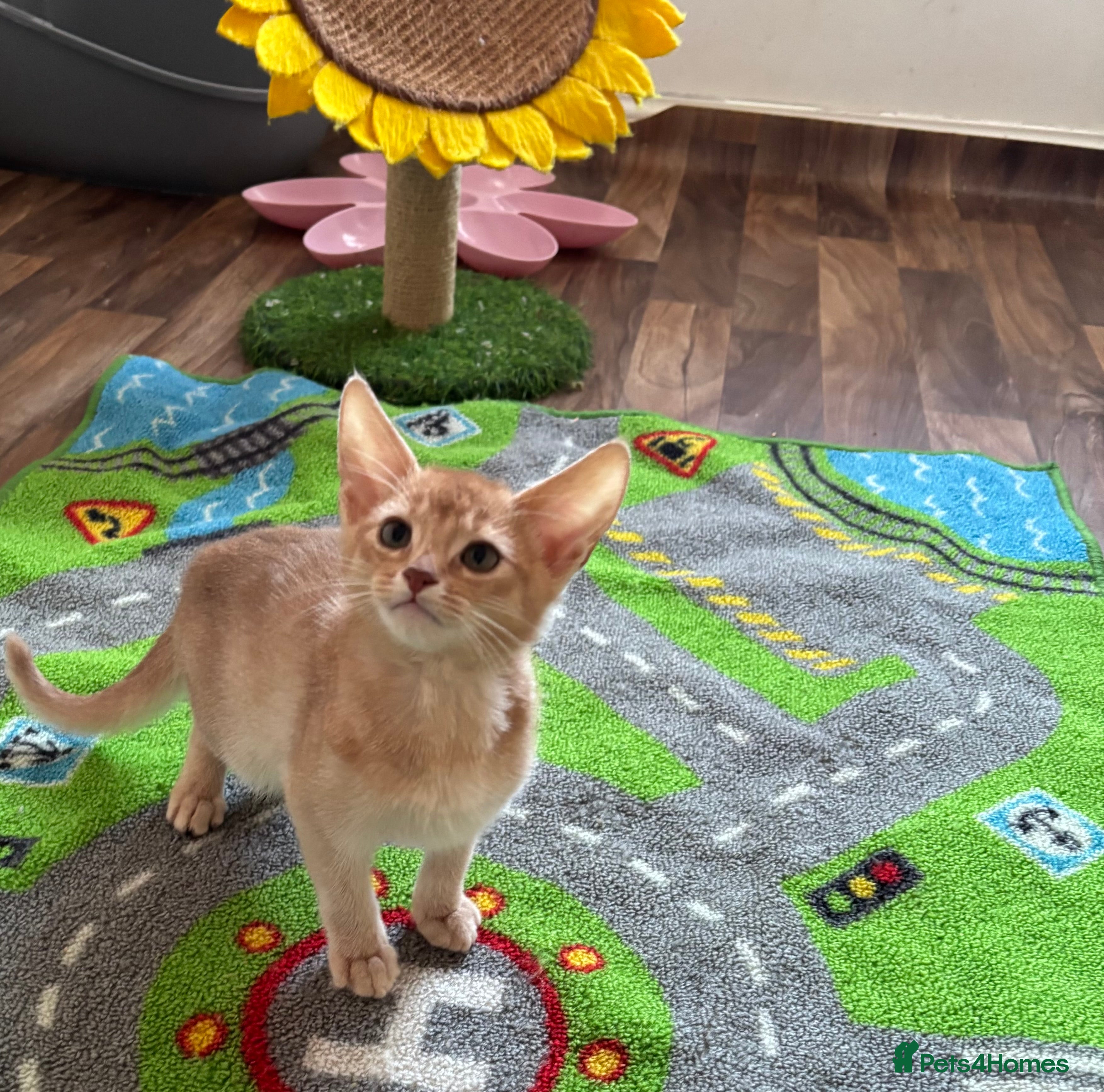 Abyssinian cats NOW READY Tica registered Abyssinian kittens  - Advert 2