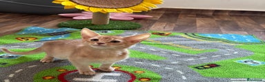 Abyssinian fawn girl 