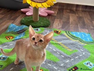 Abyssinian cats NOW READY Tica registered Abyssinian kittens - Advert 2