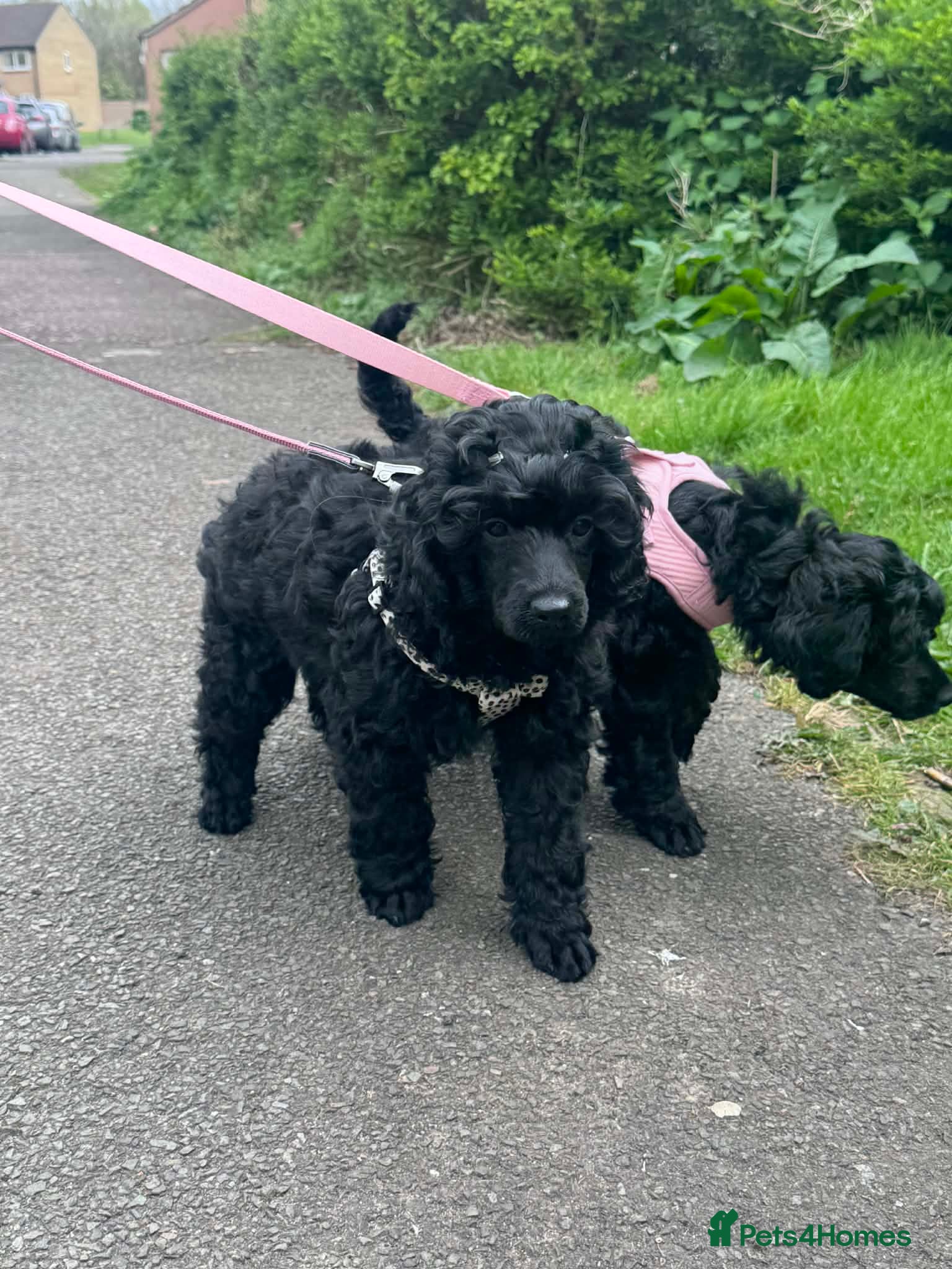 Miniature Poodle dogs Beutiful mini poodle girl - Advert 3