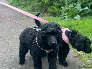 Miniature Poodle dogs Beutiful mini poodle girl - Advert 3