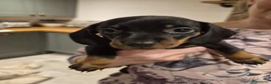 Dachshund Puppy 3