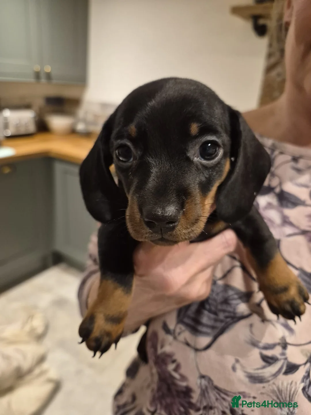 Dachshund dogs for sale: 2x female dashund pups for sale in Ludlow - Advert 2