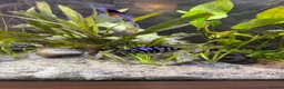 Angelfish fish for sale: Tropical fish for sale  in London - Advert 5