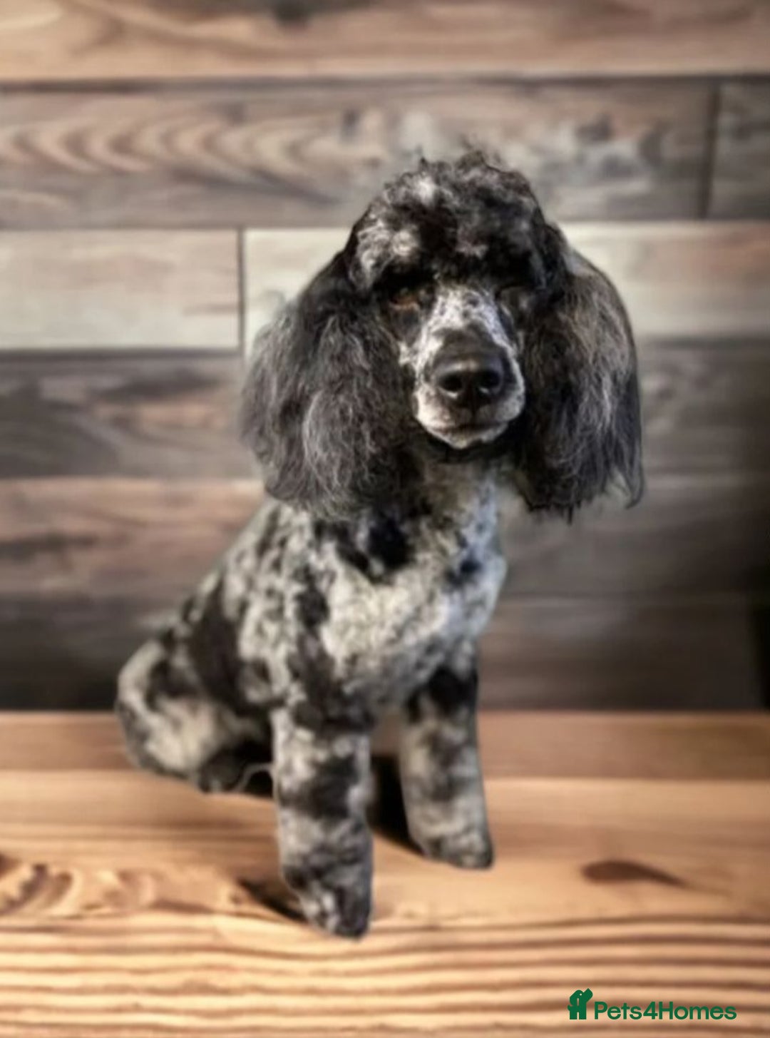 Sproodle dogs for sale: Gorgeous f1b sproodle pups, dna tests. - Image 12