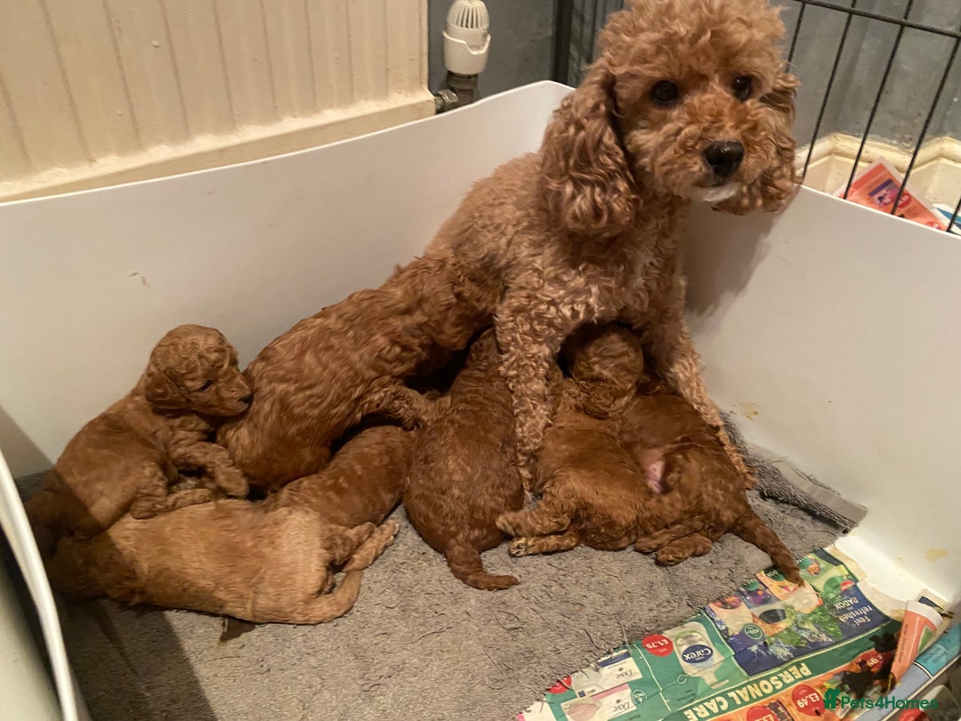 Toy Poodle dogs for sale: Toy Poodle Pups 5 🌟 Council License  - Image 18