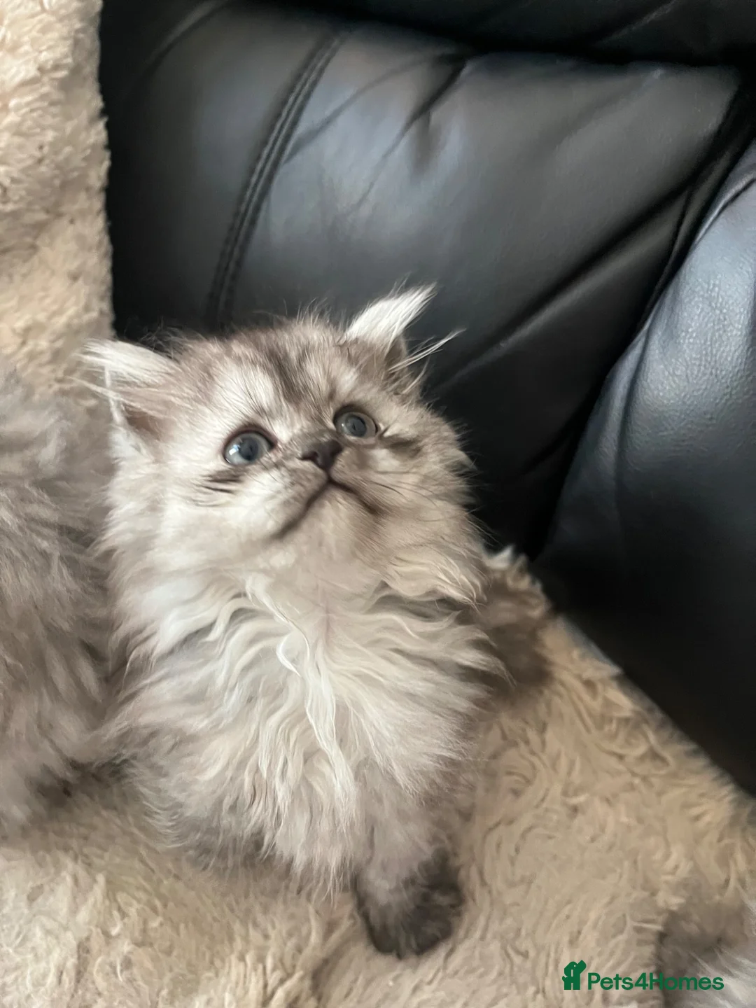 Persian cats for sale: Beautiful Persian babies ready now   - Advert 2