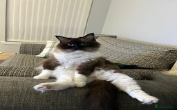 Ragdoll cats for sale: Two ragdoll females  - Image 3