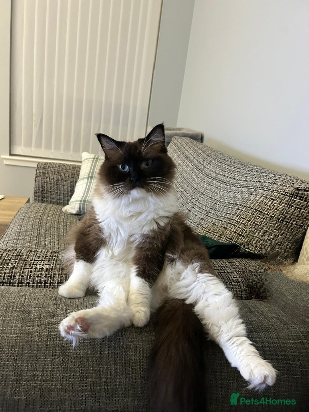 Ragdoll cats for sale: Two ragdoll females  - Image 3