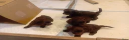 Mixed Breed dogs for sale: Chocolate Shorkie Poo - Advert 7