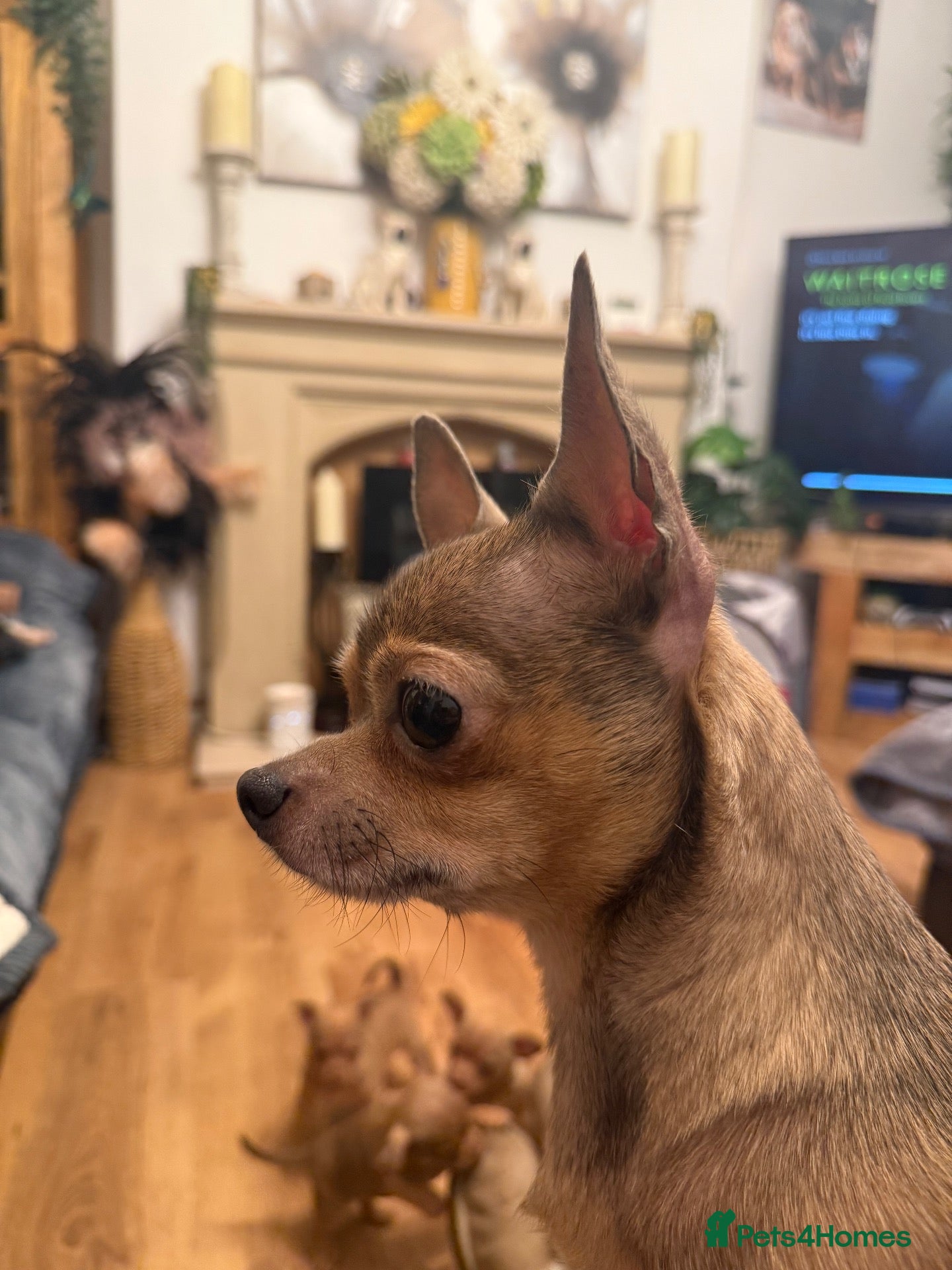 Chihuahua dogs Chihuahua - Advert 1