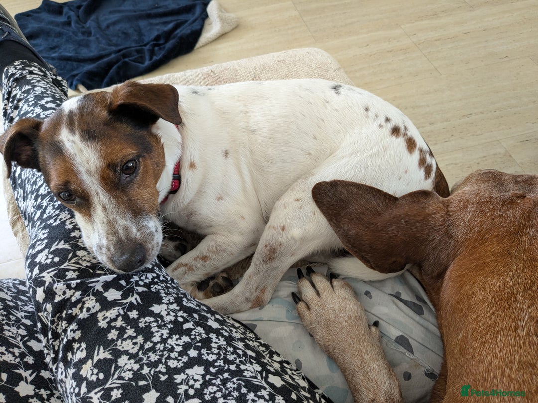 Plummer Terrier dogs for adoption: Milo Terrier  - Image 7
