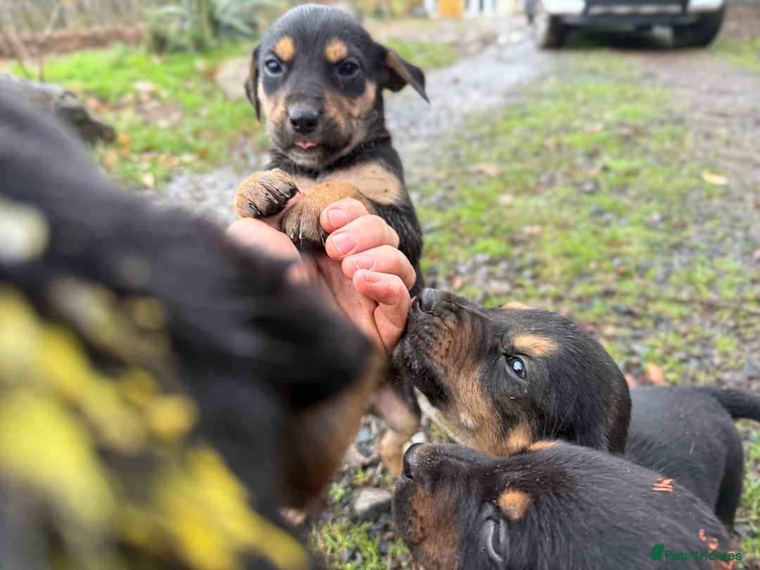 Huntaway dogs for sale: Huntaway Puppies only 2 bitches and 1 dog left!!  - Advert 11