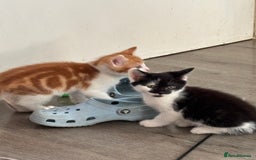 Mixed Breed cats for sale: 4 Gorgeous little boys  - Image 19