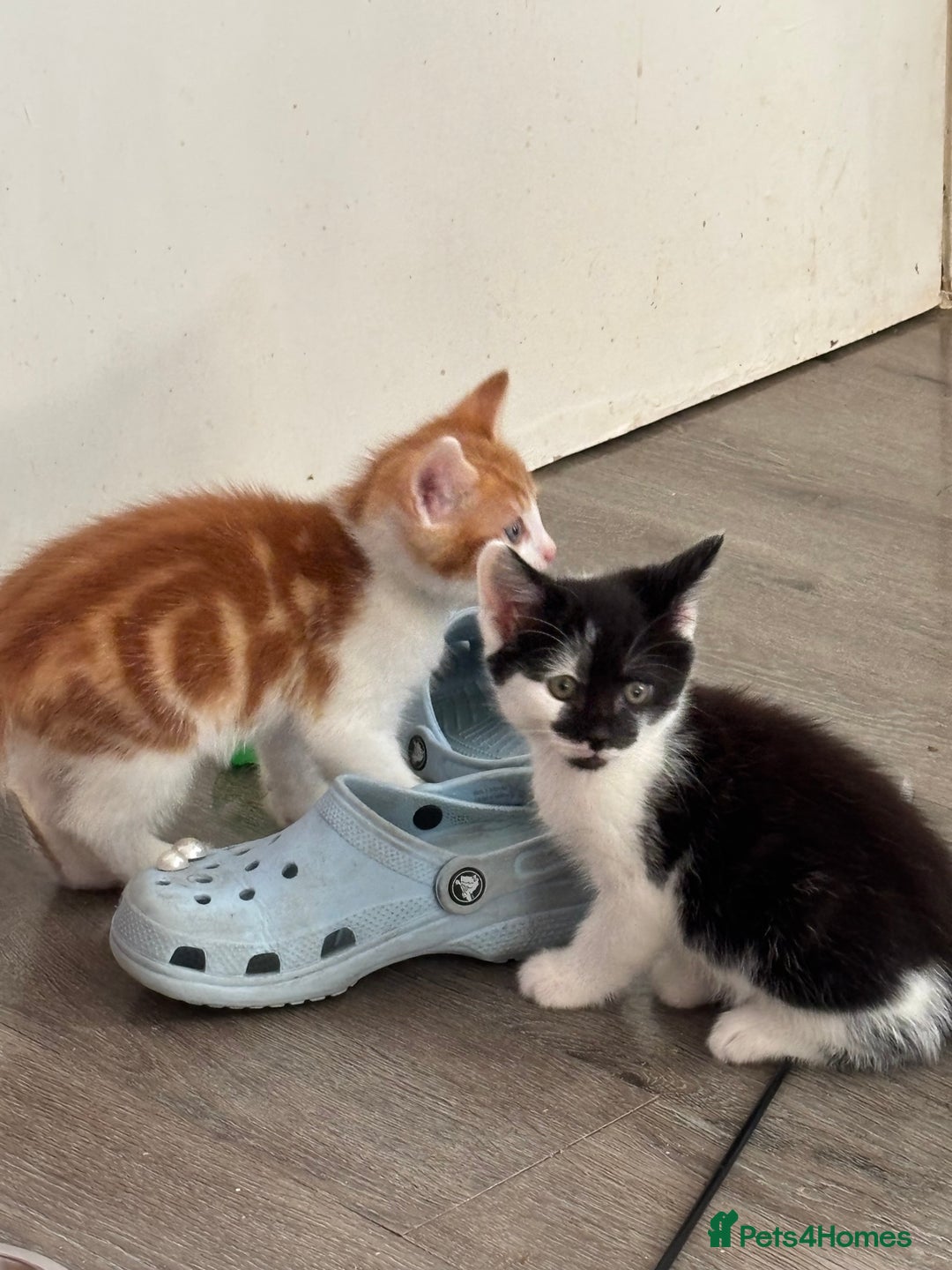 Mixed Breed cats for sale: 4 Gorgeous little boys  - Image 19