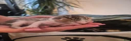 Mixed Breed cats for sale: Kittens to find their forever homes in September  - Advert 8