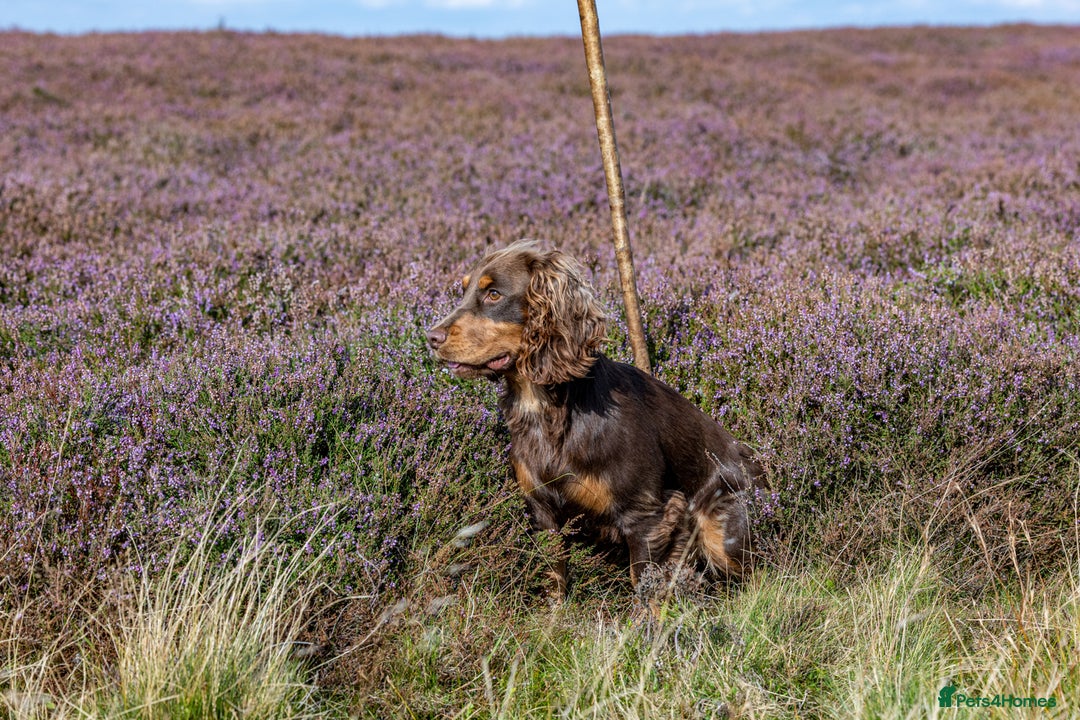 Cocker Spaniel dogs for stud: Working Chocolate & Tan Stud in Bedale - Image 8