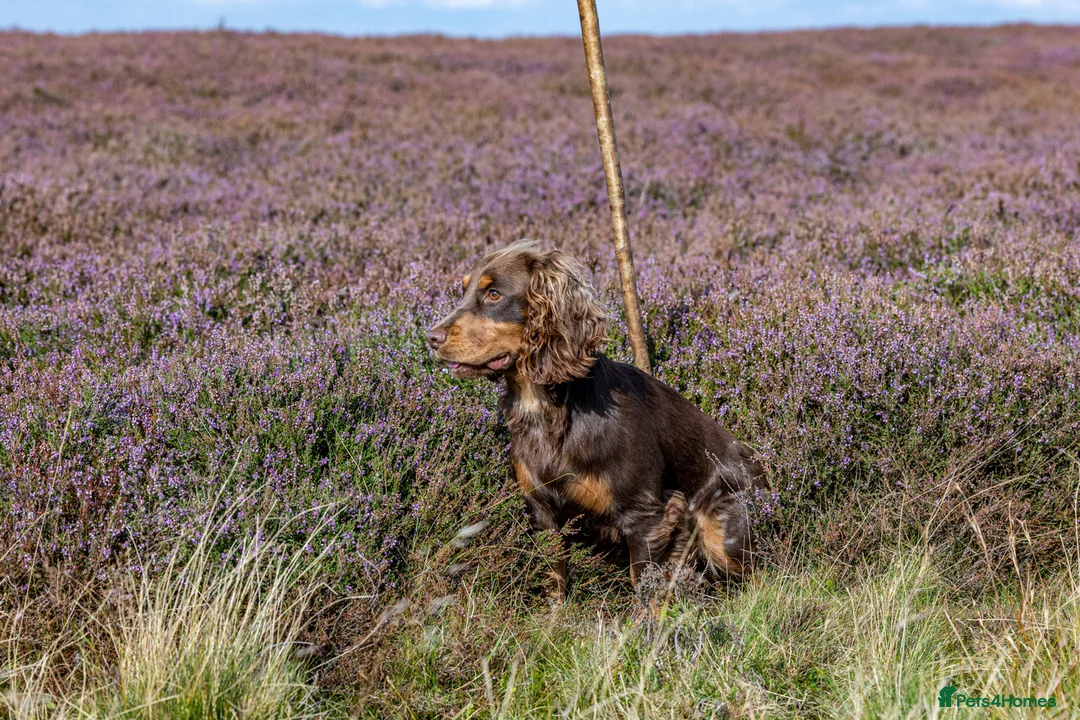Cocker Spaniel dogs for stud: Working Chocolate & Tan Stud in Bedale - Advert 8