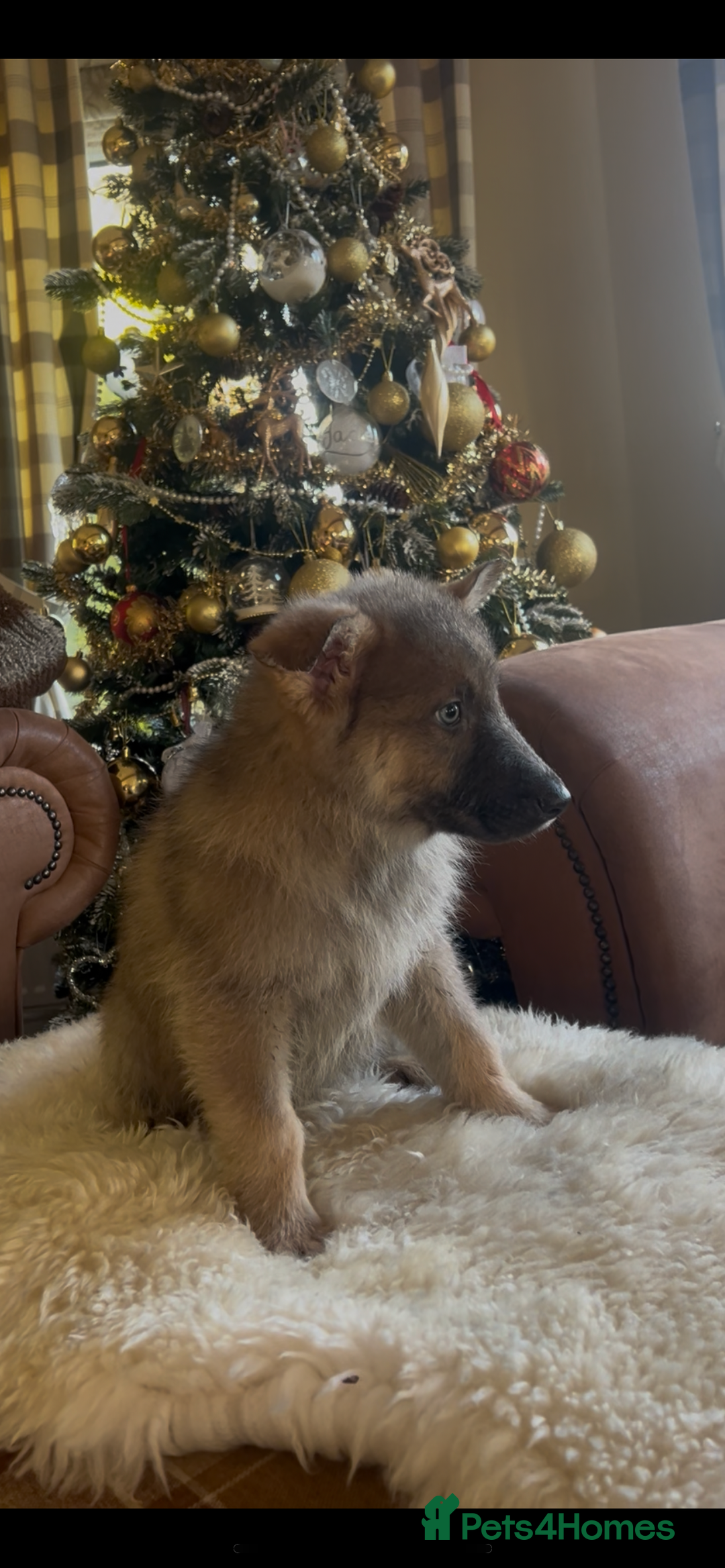 German Shepherd dogs for sale: German shepherd puppies  - Advert 2