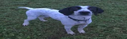 Pointer dogs for adoption: Jasper is looking for his forever home  - Advert 3