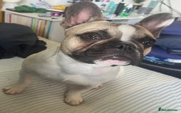 French Bulldog dogs for sale: Male French Bulldog ❤️ - Image 2