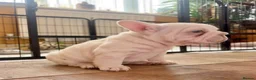French Bulldog dogs for sale: Fluffy French Bulldog Puppies - Advert 25