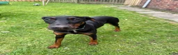 Dobermann dogs for sale: Dobermann bitch  - Advert 3