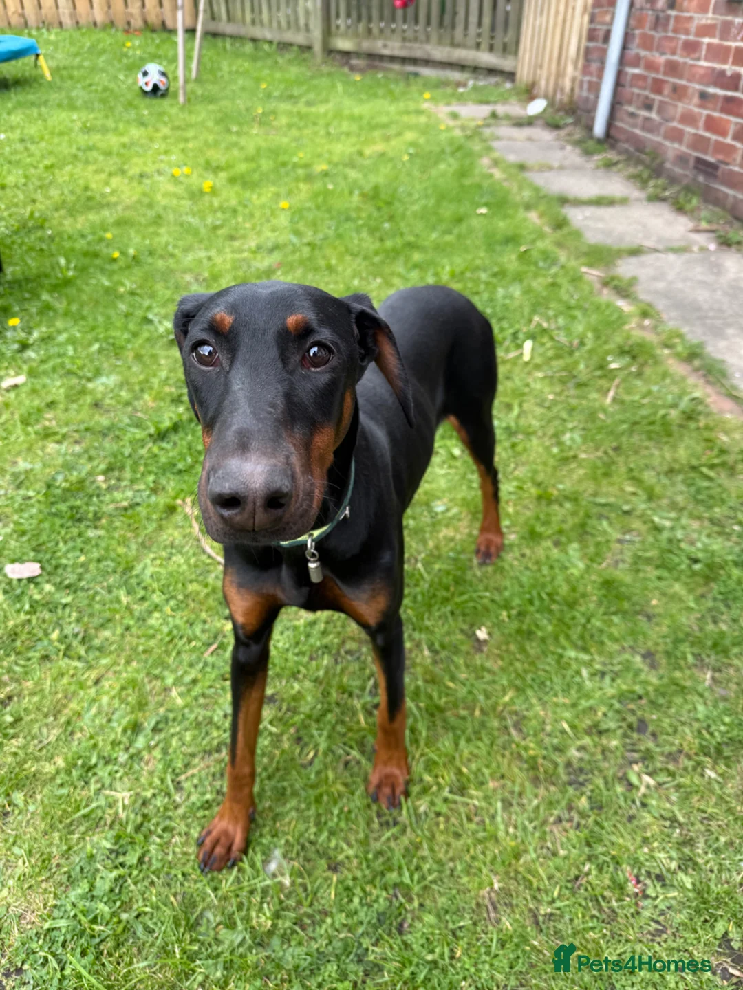 Dobermann dogs for sale: Dobermann bitch  - Advert 3