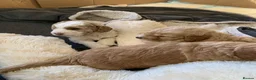 Double Doodle dogs for sale: ⭐️Premium Multi gen Double Doodle puppies - Advert 9