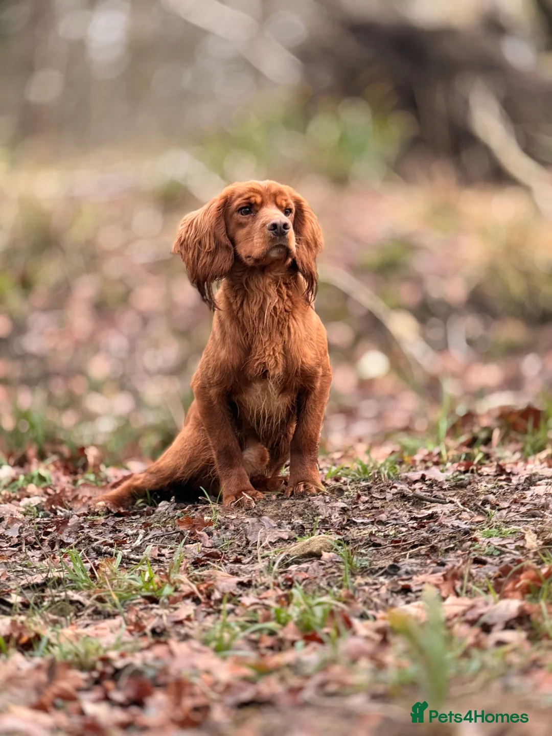 Cocker Spaniel dogs for stud: Ammerdown Greedy Available At Stud. Health Tested - Advert 5