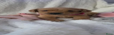 Labrador Retriever 1