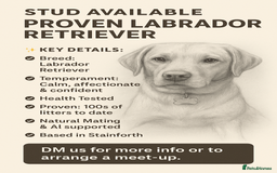 Labrador Retriever dogs for stud: Loving boy for stud x - Image 1
