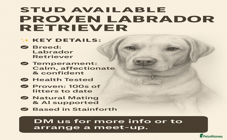 Labrador Retriever dogs - Advert 4