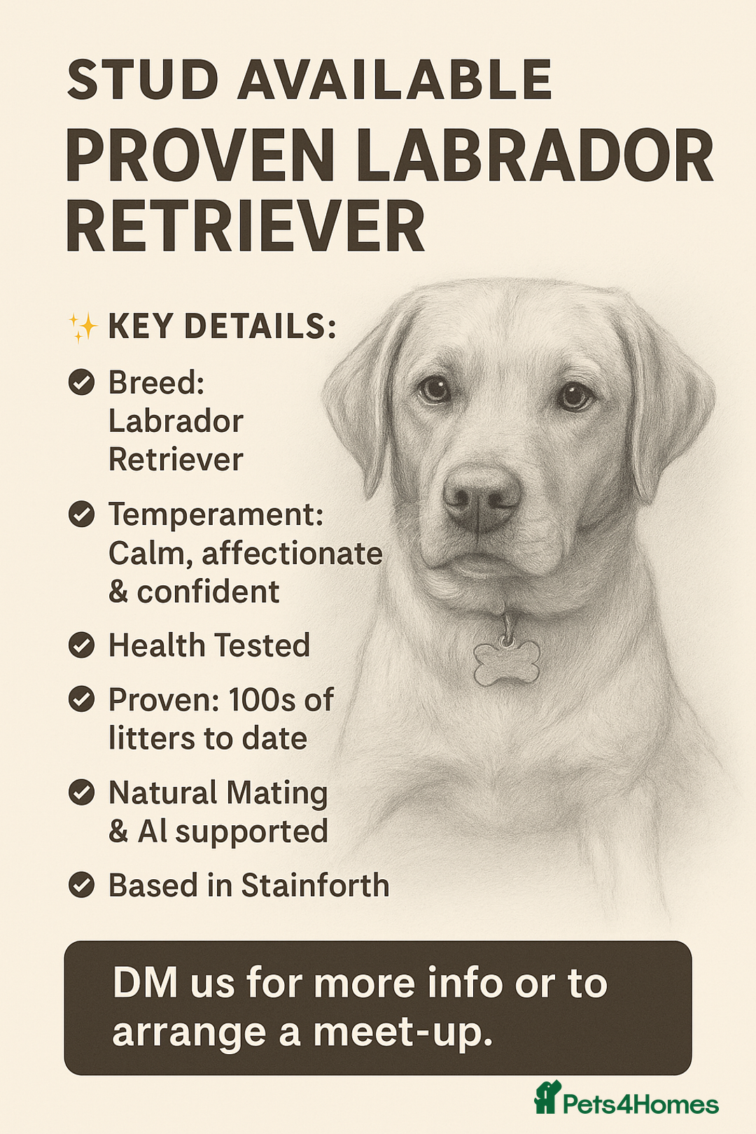 Labrador Retriever dogs for stud: Loving boy for stud x - Image 1