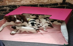 Mixed Breed dogs for sale: Springer x jack russell - Image 5