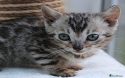 Bengal cats for sale: CUTE BENGAL KITTENS AVAILABLE - Image 13