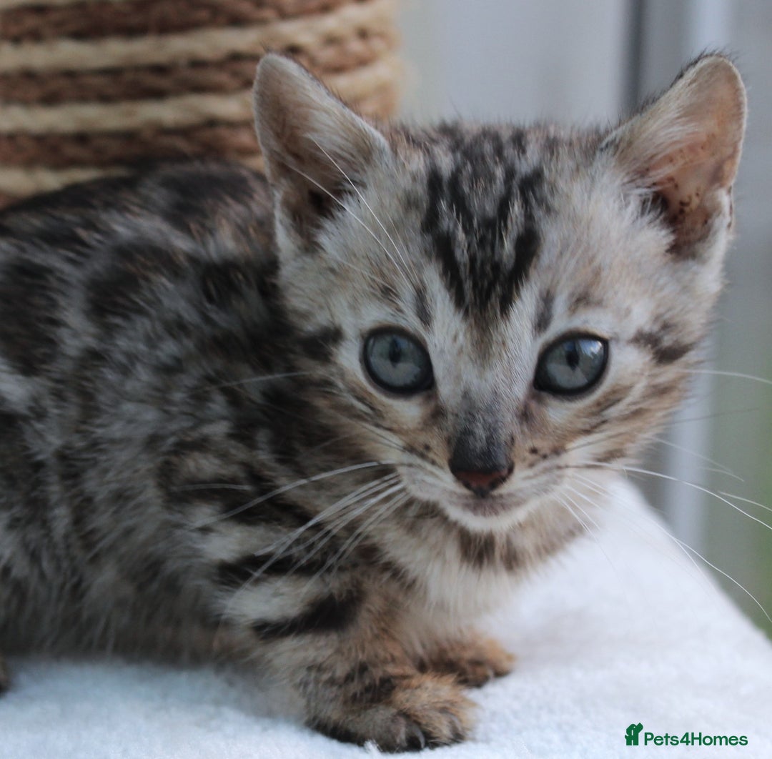 Bengal cats for sale: CUTE BENGAL KITTENS AVAILABLE - Image 13