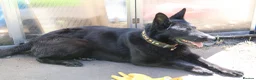 German Shepherd dogs for sale: 🖤 Nova KC Straight Back German Shepherd Female 🖤 - Advert 7