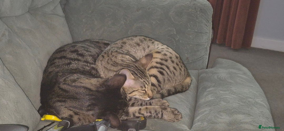 Savannah cats for sale: My Girl needs a new home - Advert 6