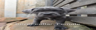 Silver collar 