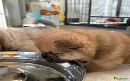 Chow Chow dogs for sale: Quality chow chow pups - Image 32