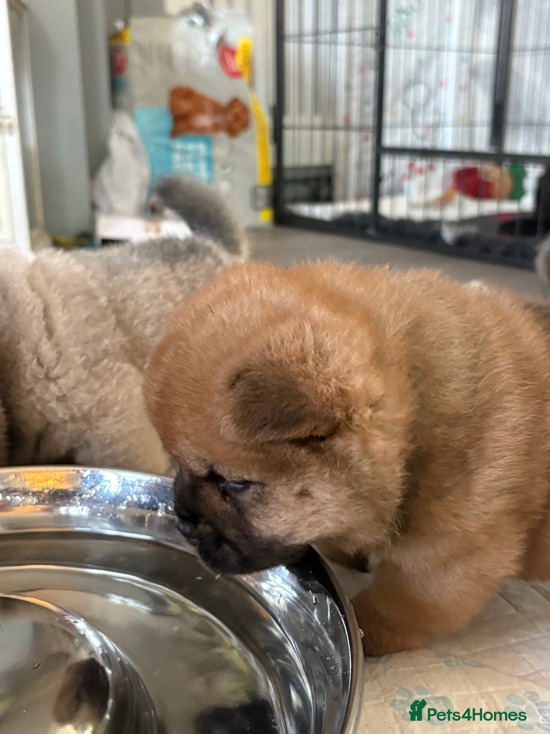 Chow Chow dogs for sale: Quality chow chow pups - Image 32
