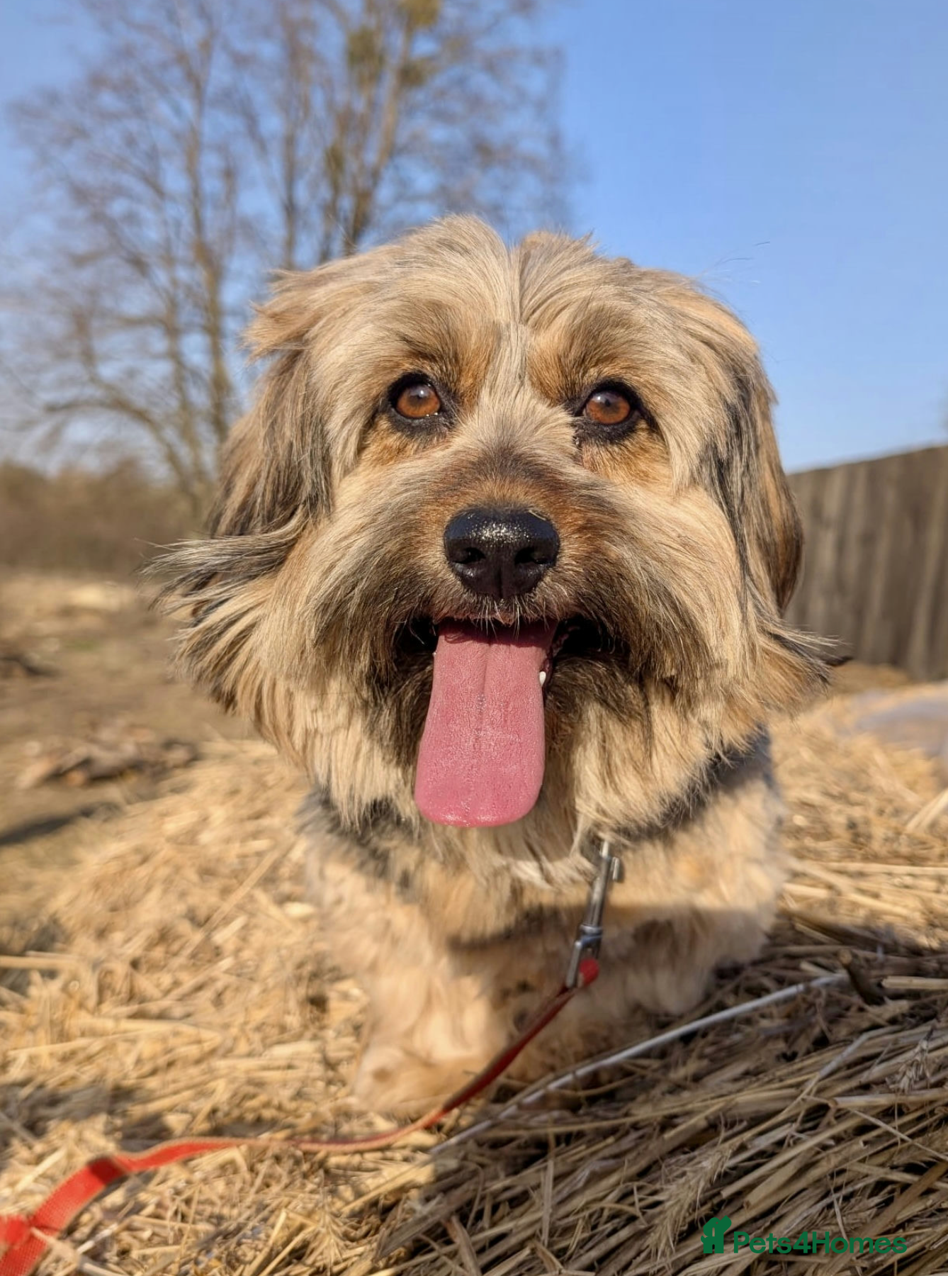 Cockapoo dogs 🐾 JOY – Female Cavapoo 🐾 - Advert 7