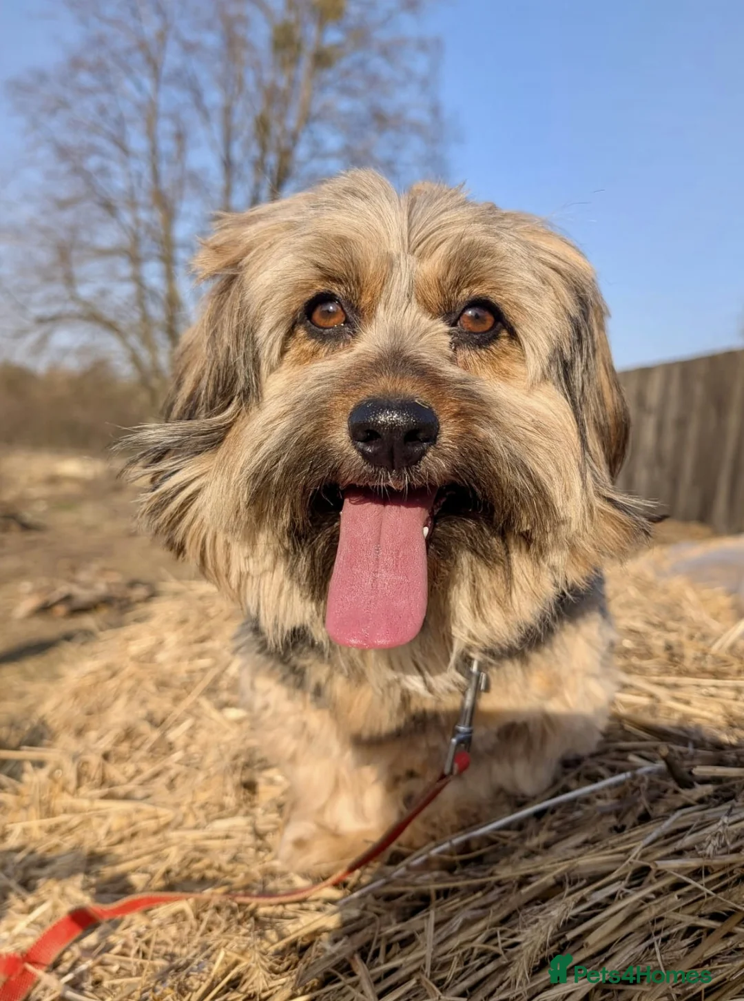 Cockapoo dogs for adoption: 🐾 JOY – Female Cavapoo 🐾 in West Malling - Advert 1