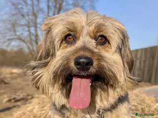 Cockapoo dogs 🐾 JOY – Female Cavapoo 🐾 - Advert 7