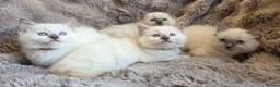 Ragdoll cats for sale: 🏆GCCF REG. EXTENSIVELY TESTED RAGDOLL KITTENS 🌟 - Advert 1