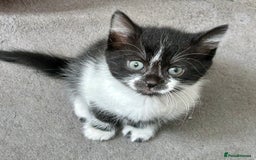 Mixed Breed cats for sale: Cute kittens  - Image 5