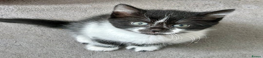 Mixed Breed Kitten 3