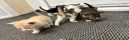 Mixed Breed cats for sale: Beautiful kittens  in Axbridge - Advert 6